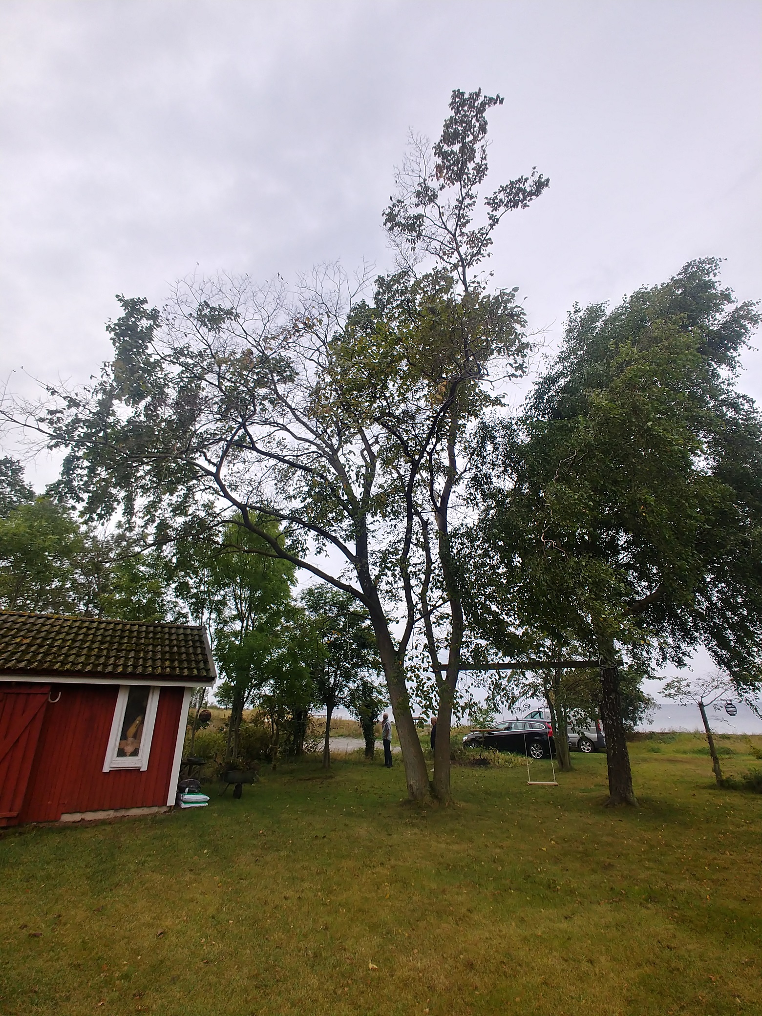 Trädfällning Kalmar - Trädfällning i Kalmar